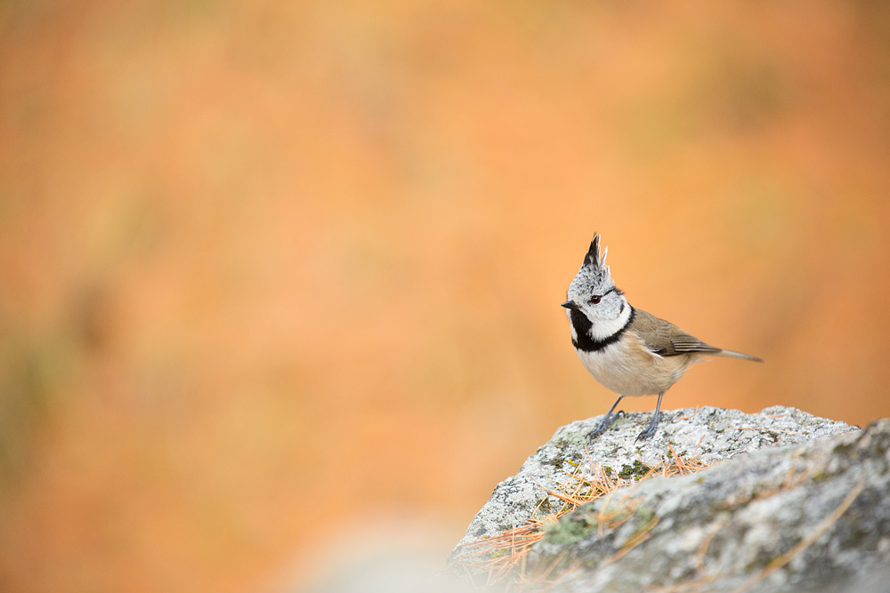 kleiner Vogel....