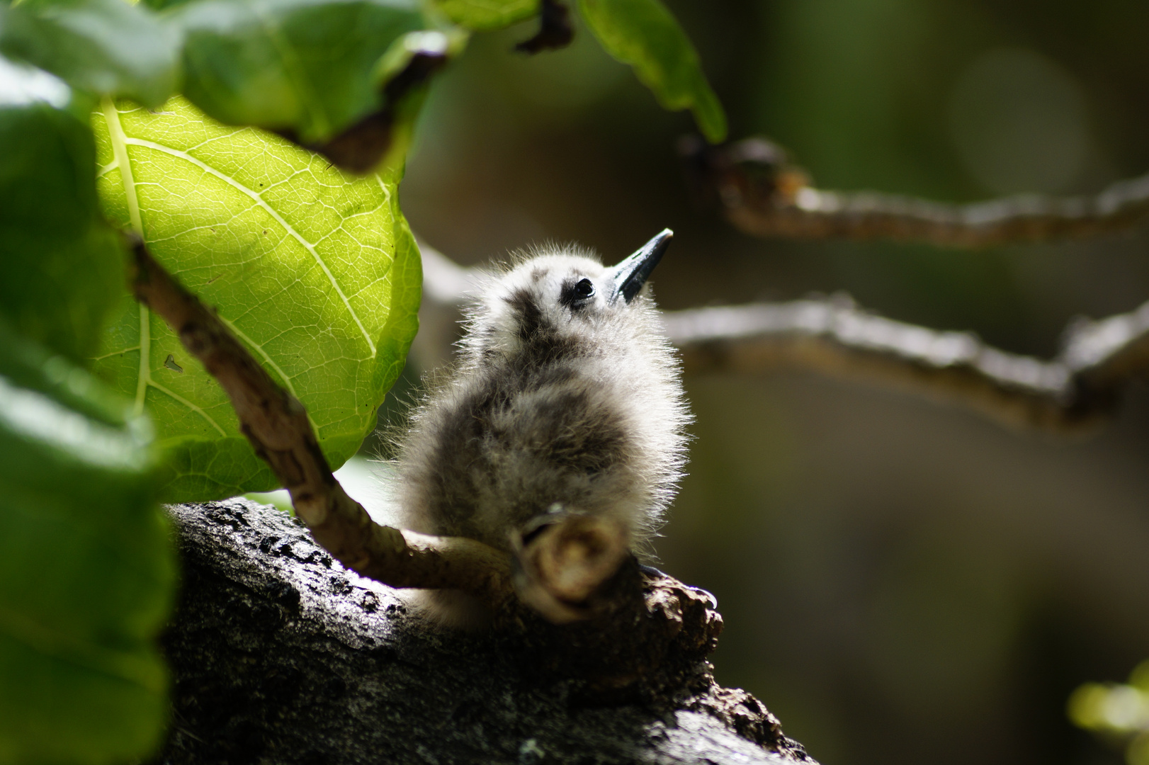 Kleiner Vogel