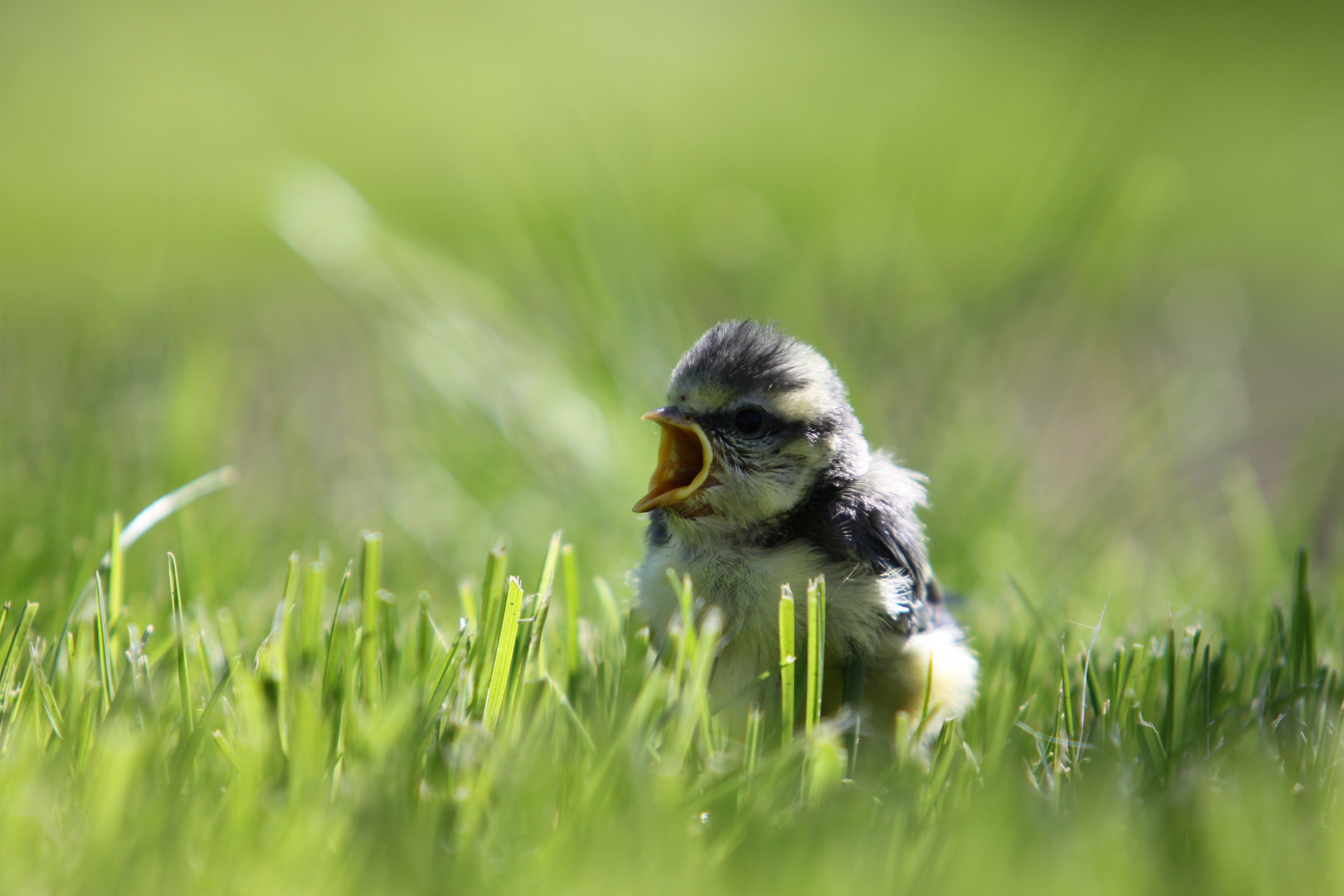 Kleiner Vogel 