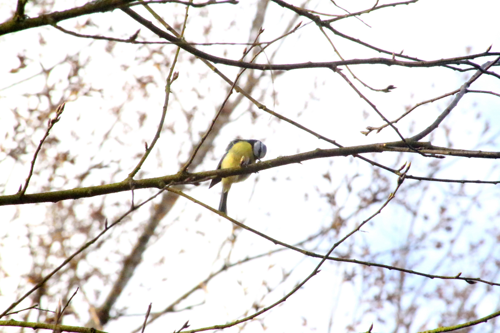 Kleiner Vogel