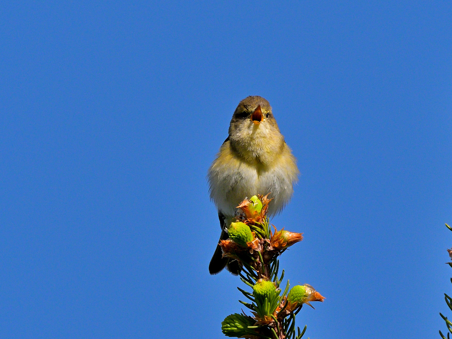 Kleiner Vogel