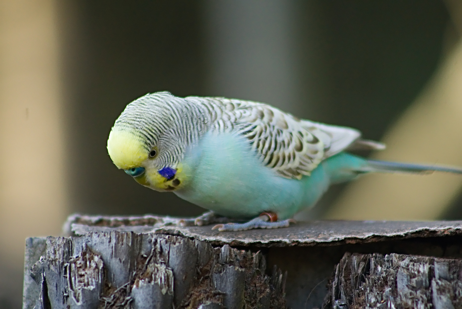 kleiner Vogel