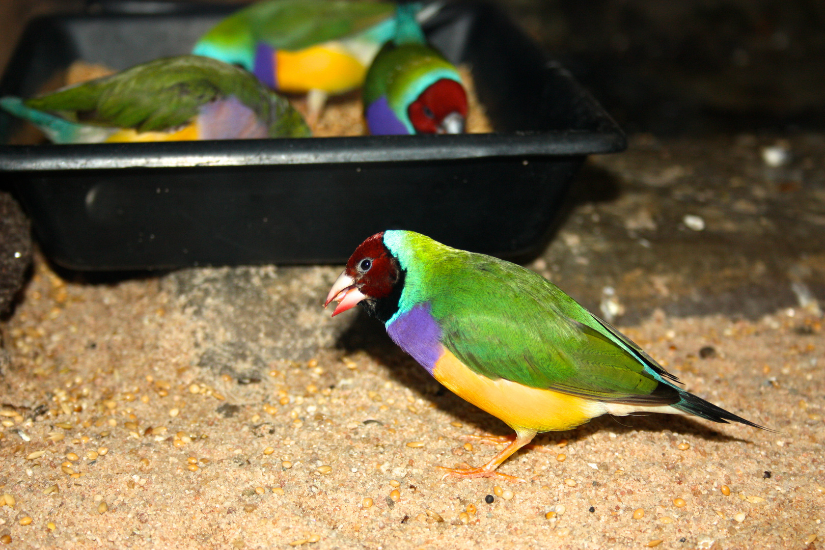 Kleiner Vogel