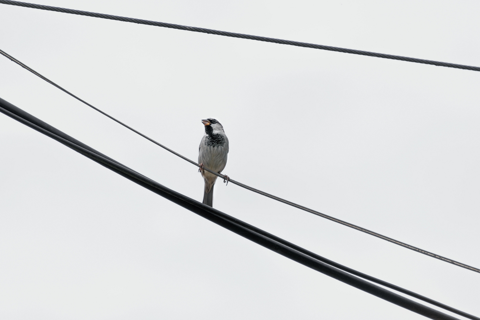 Kleiner Vogel