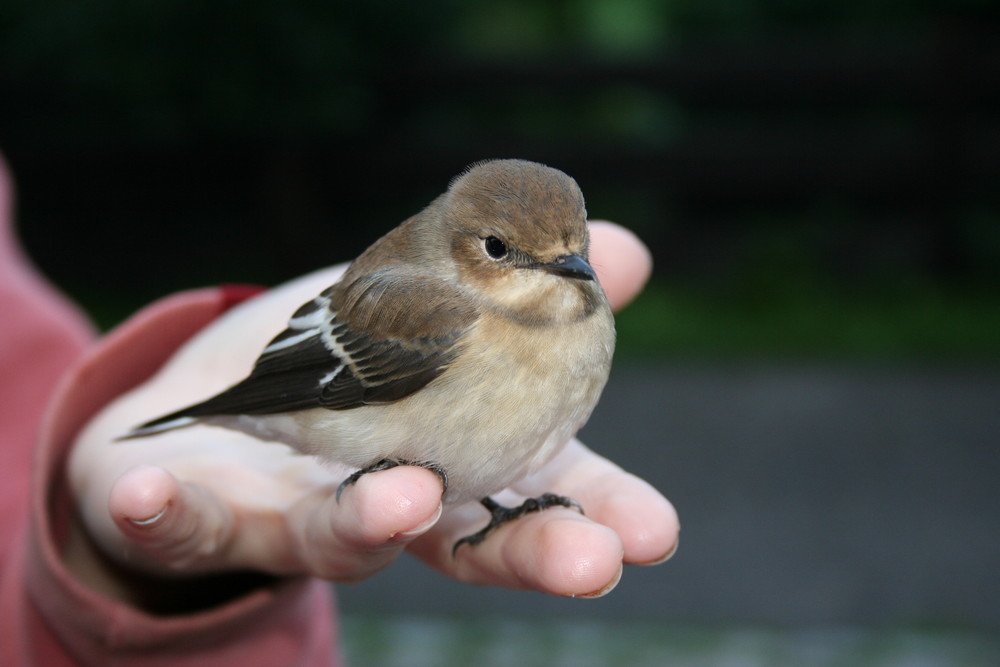 Kleiner Vogel Foto & Bild tiere, wildlife, wild lebende vögel Bilder
