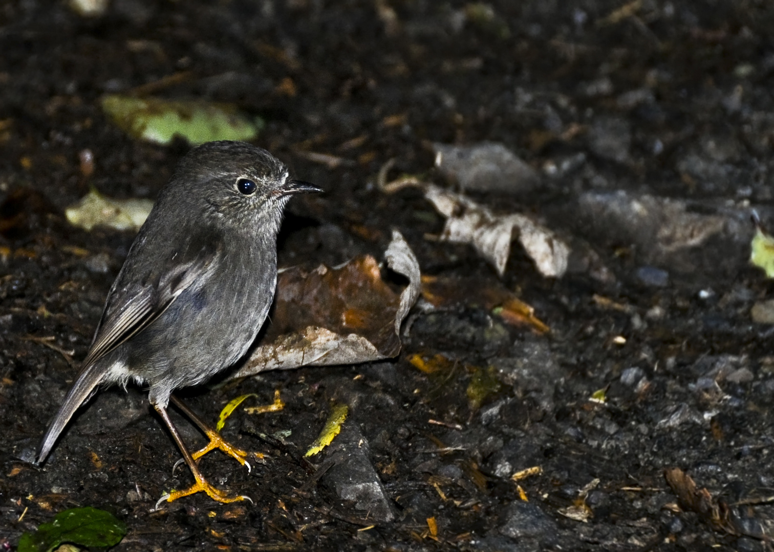 kleiner Vogel