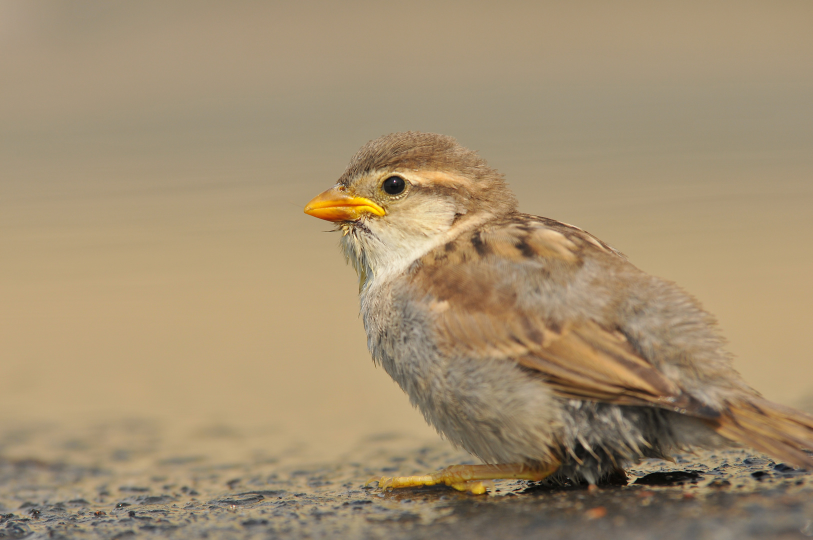 kleiner Vogel