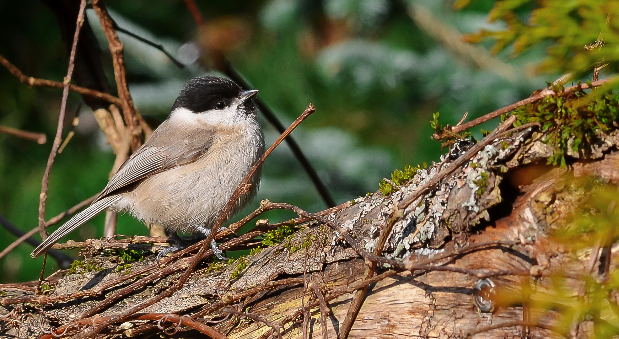 Kleiner-Vogel