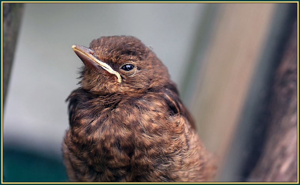 Kleiner Vogel