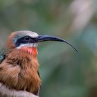 Kleiner Vogel, aber große Klappe