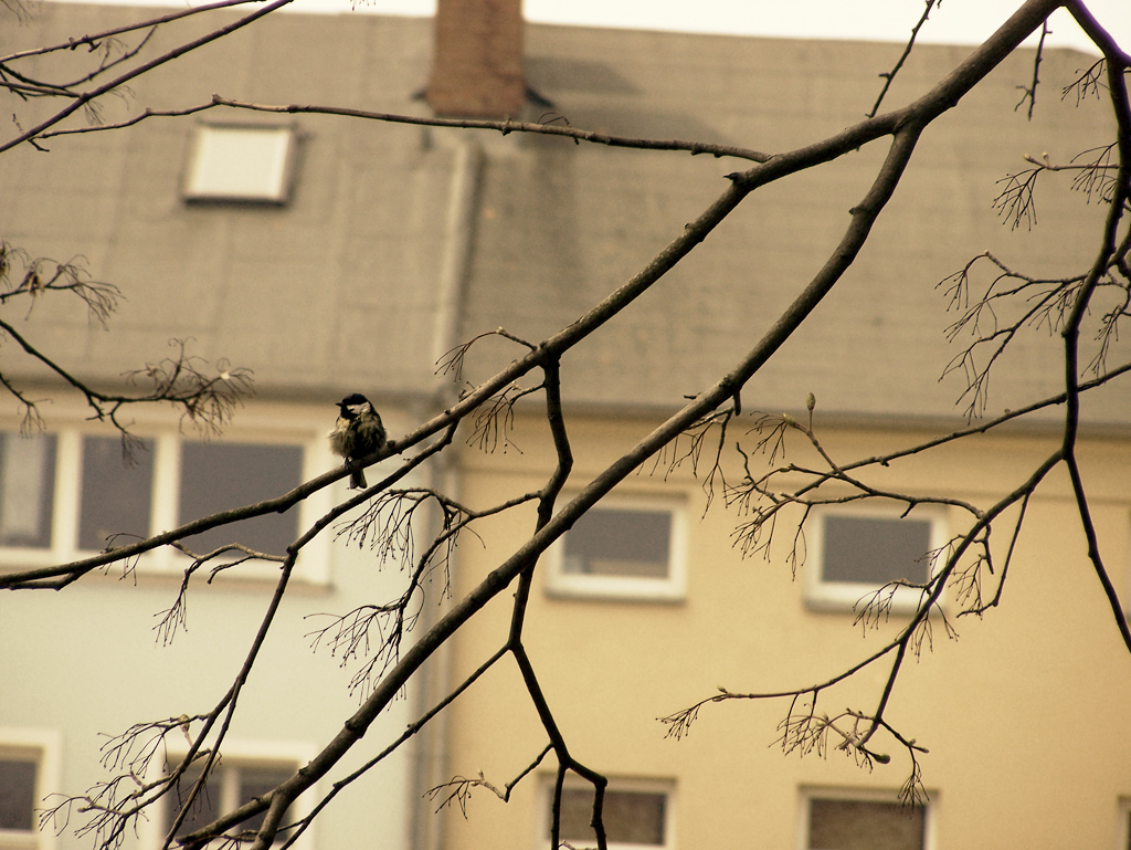 Kleiner Vogel allein im Baum