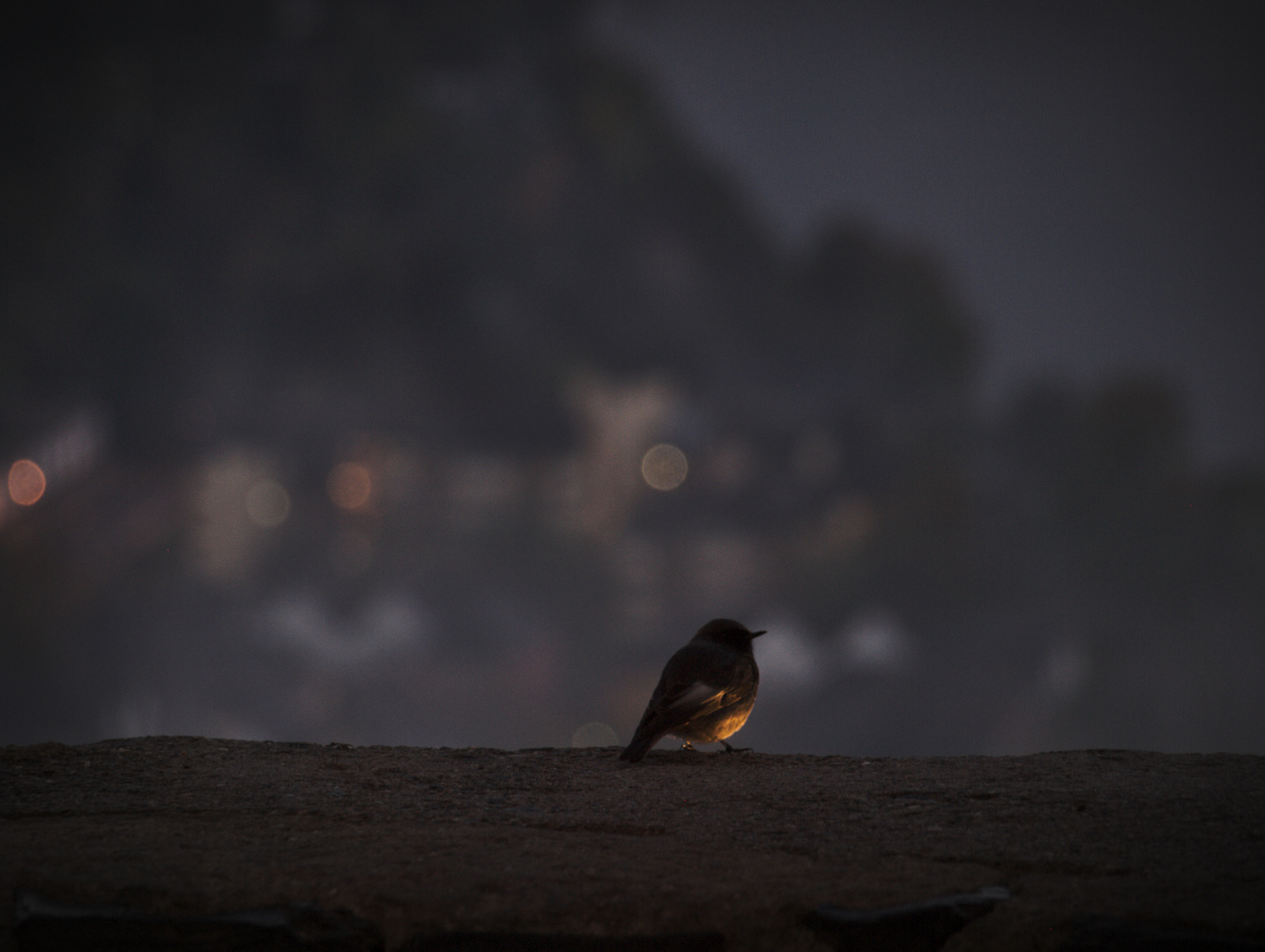 Kleiner Vogel am frühen Morgen 