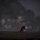 Kleiner Vogel am frühen Morgen 