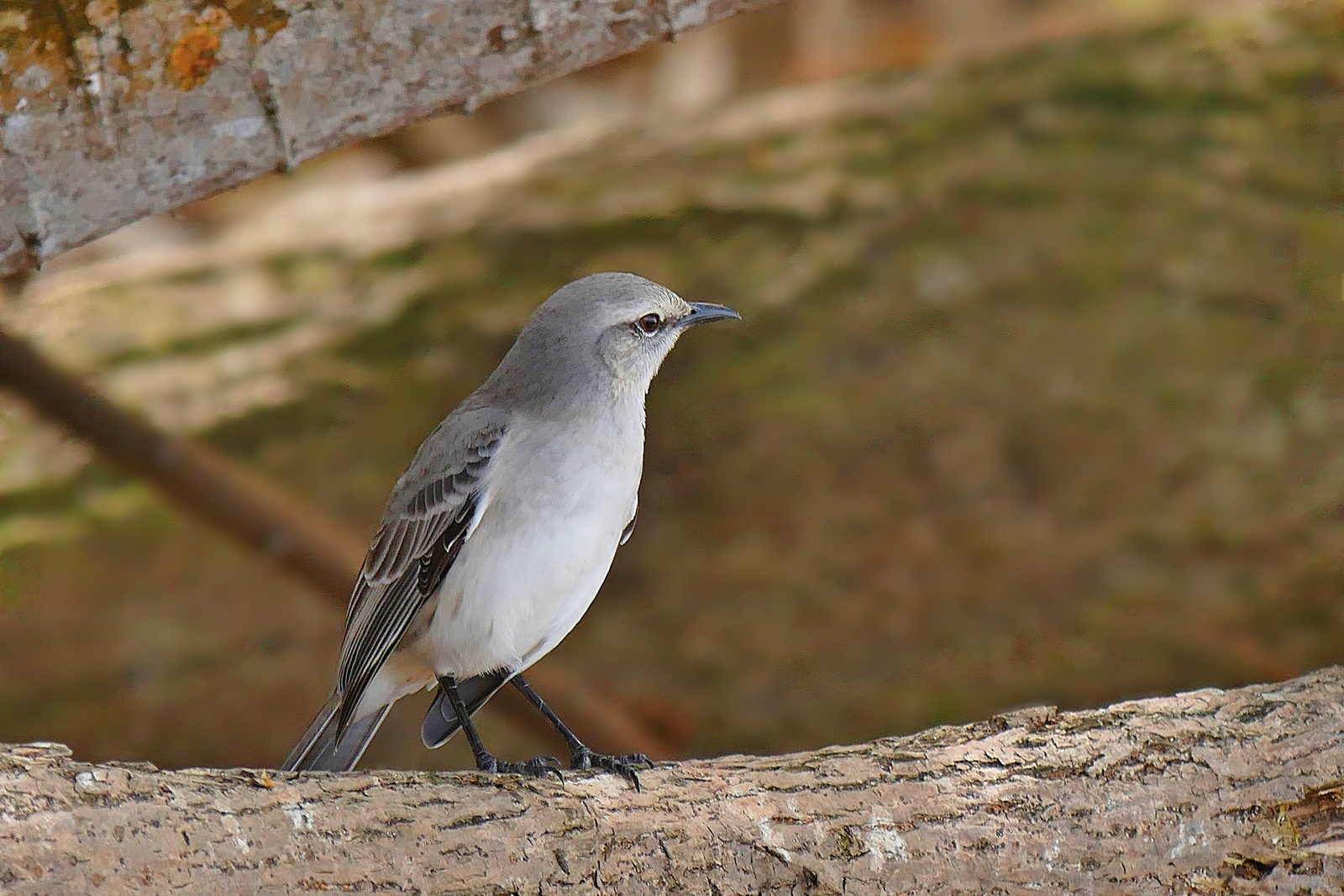 Kleiner Vogel am Strand!