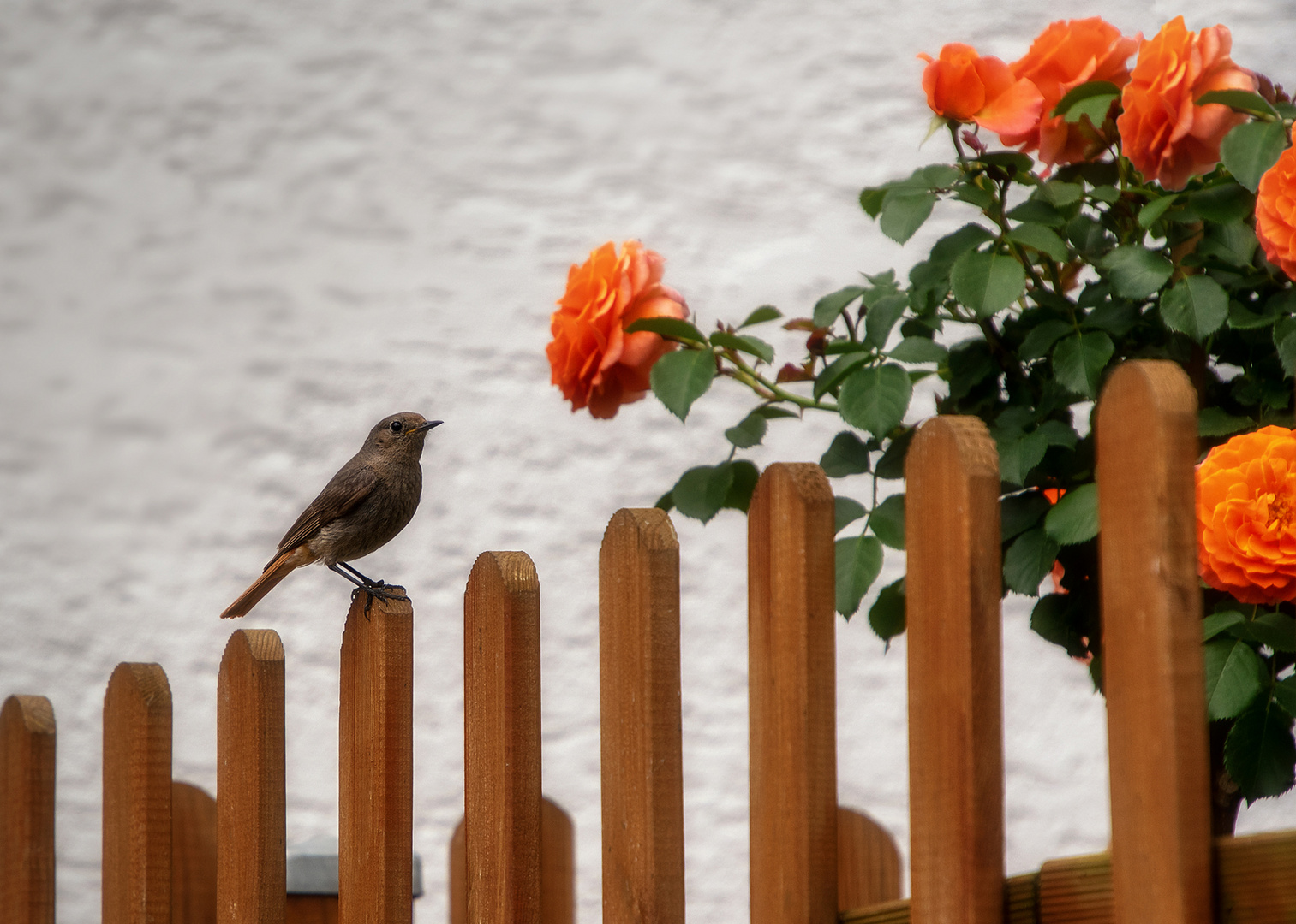 Kleiner Vogel auf dem Zaun