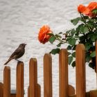 Kleiner Vogel auf dem Zaun