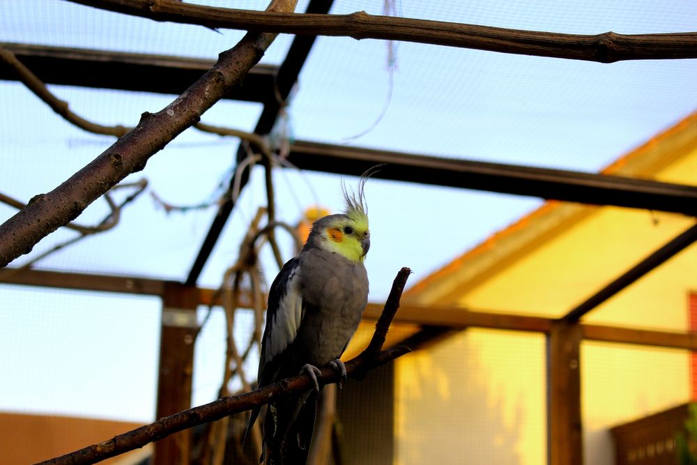 Kleiner Vogel auf der Stange :)