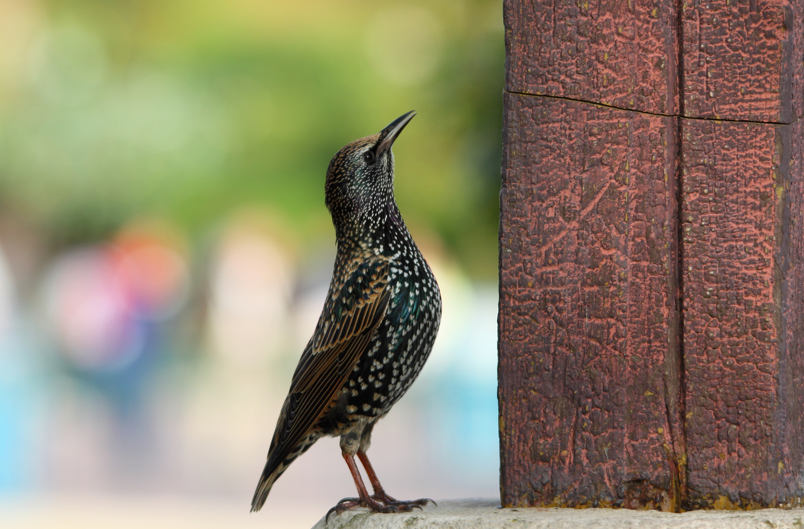 Kleiner vogel auf der suche