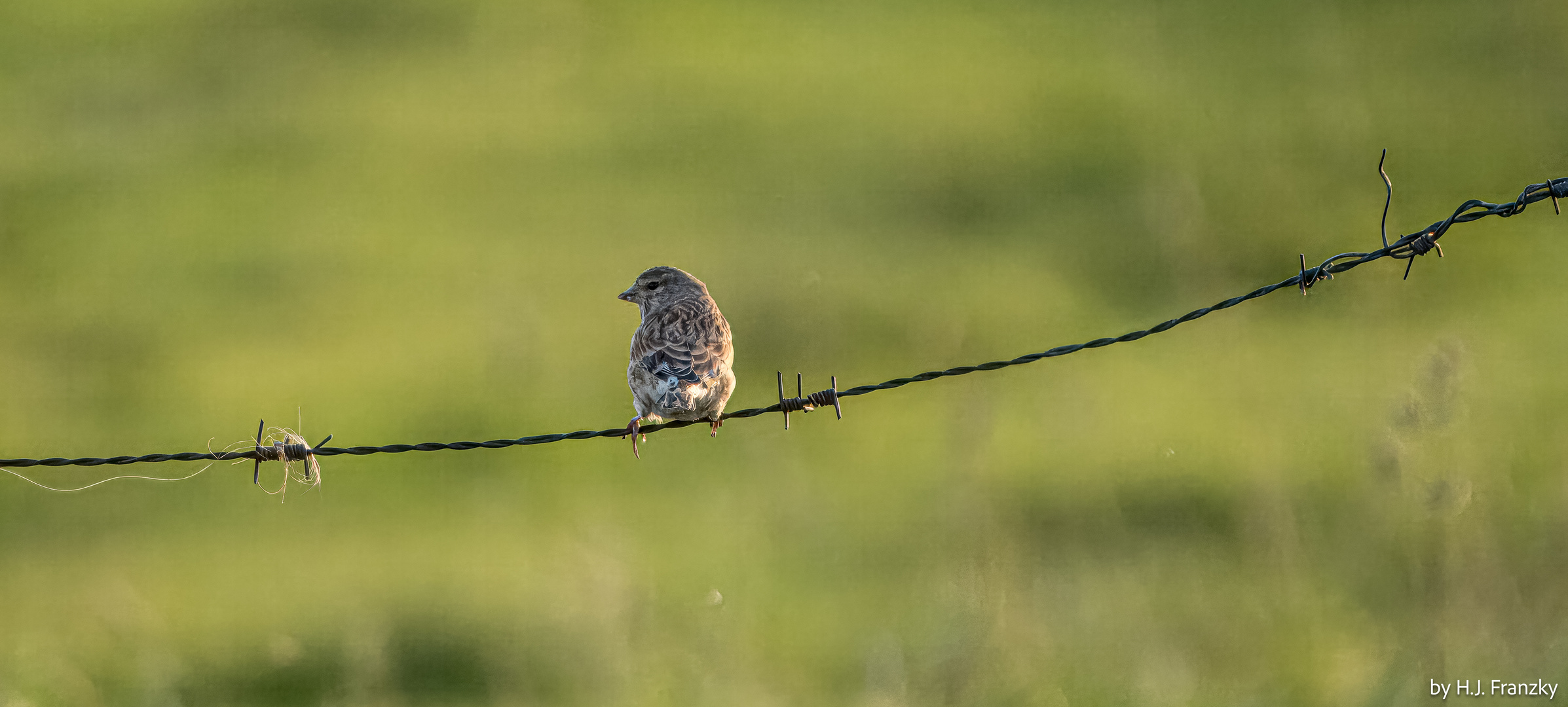 kleiner Vogel auf Draht