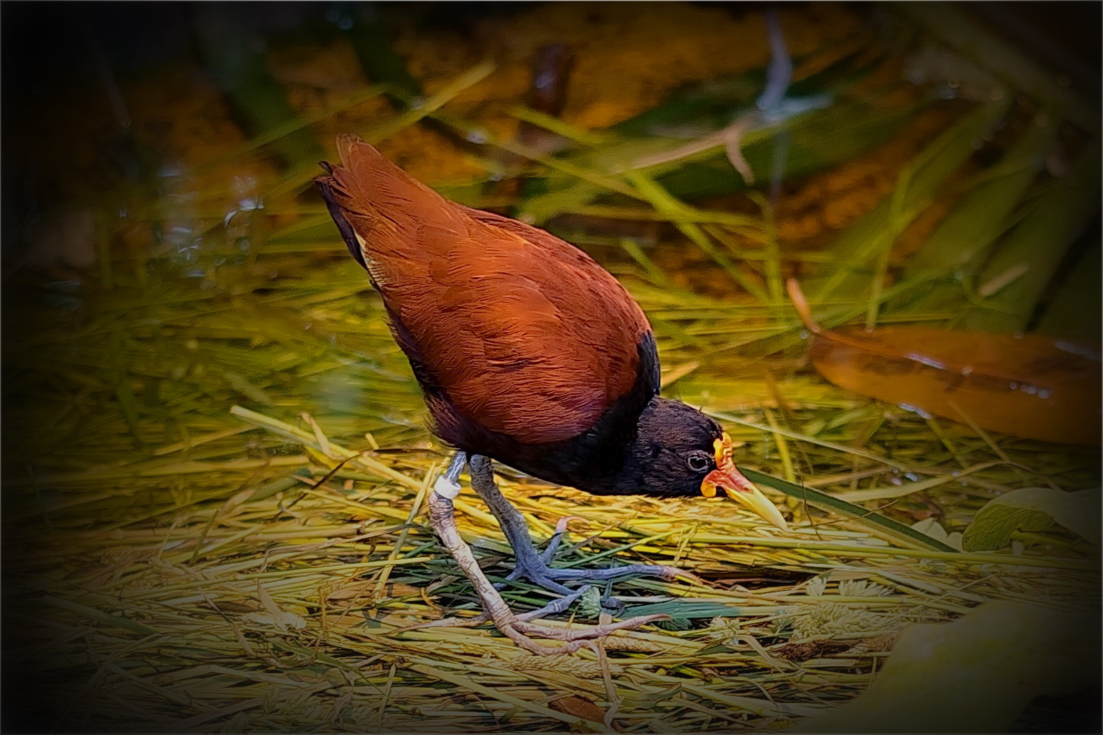 Kleiner Vogel auf großem Fuß