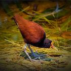 Kleiner Vogel auf großem Fuß