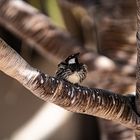 Kleiner Vogel auf Palme