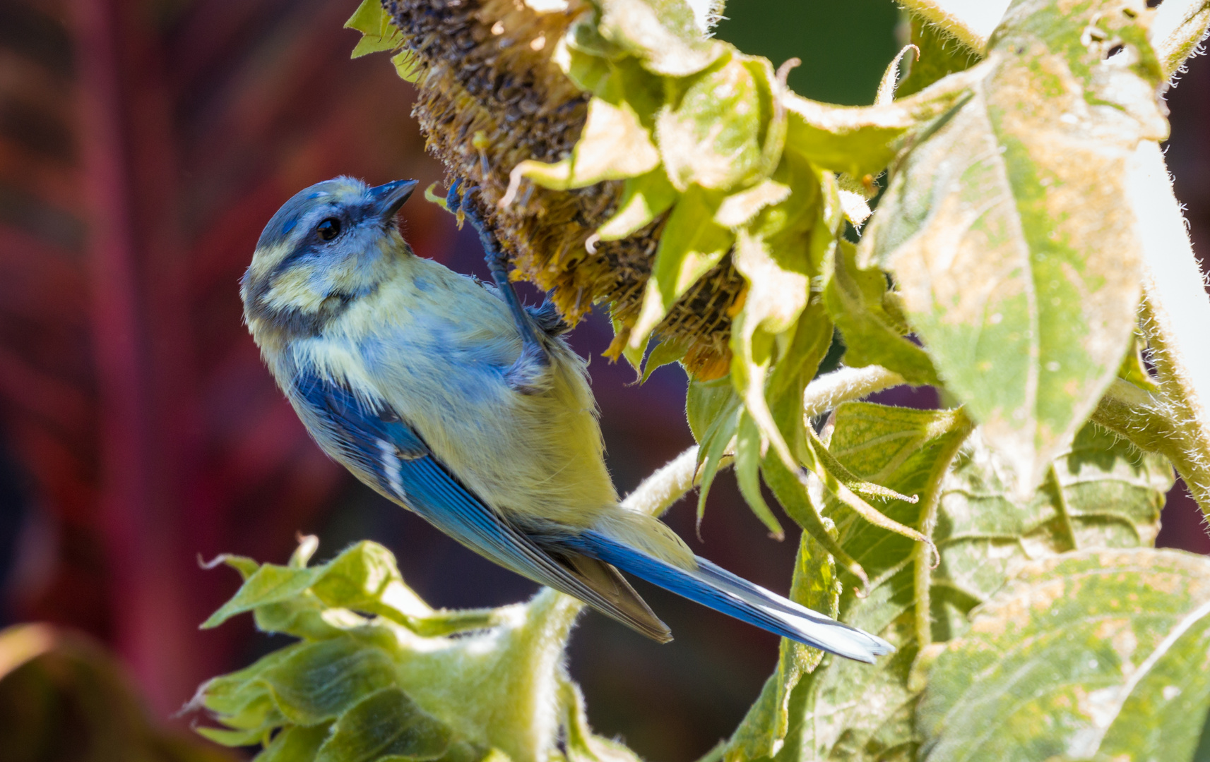 Kleiner Vogel auf Sonnenblume