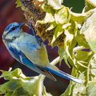 Kleiner Vogel auf Sonnenblume