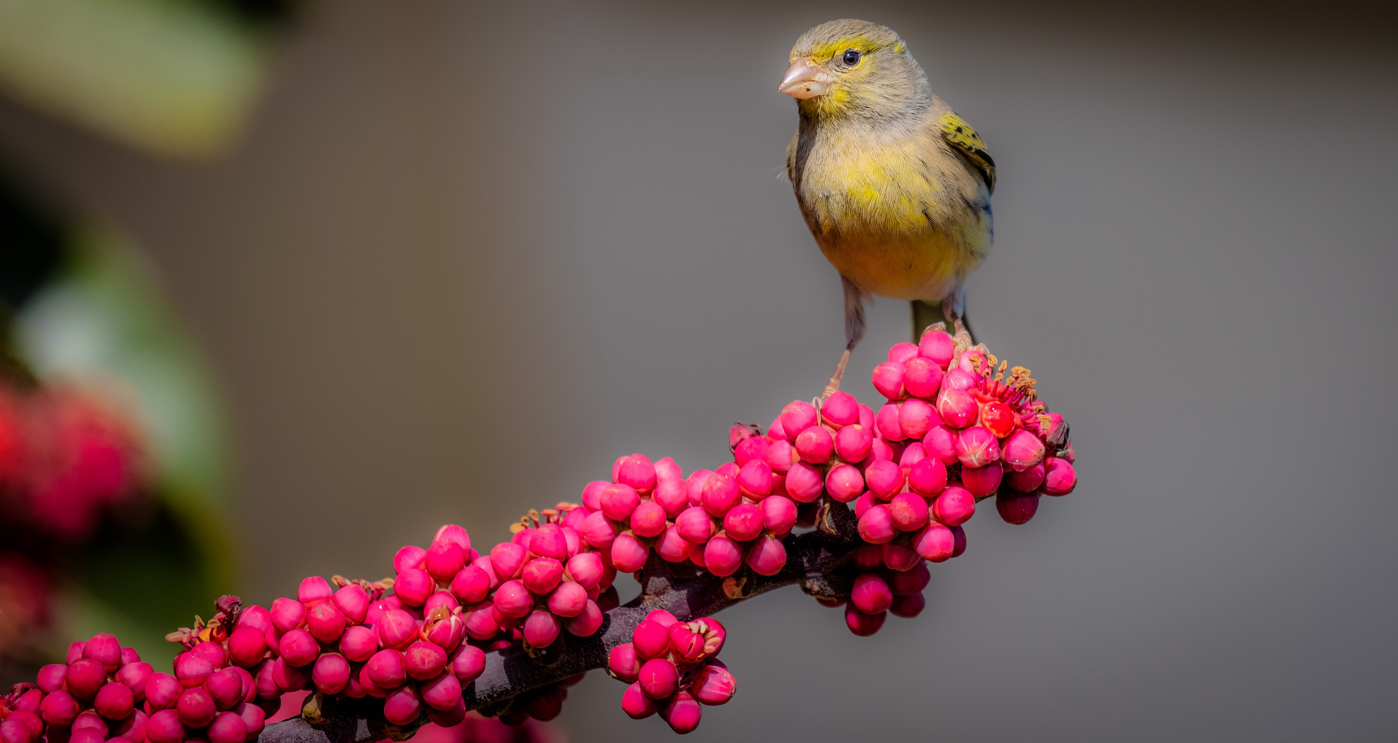 Kleiner Vogel aus Gran Canaria