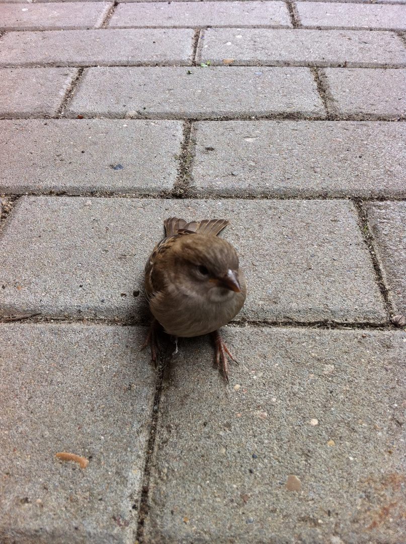 Kleiner Vogel