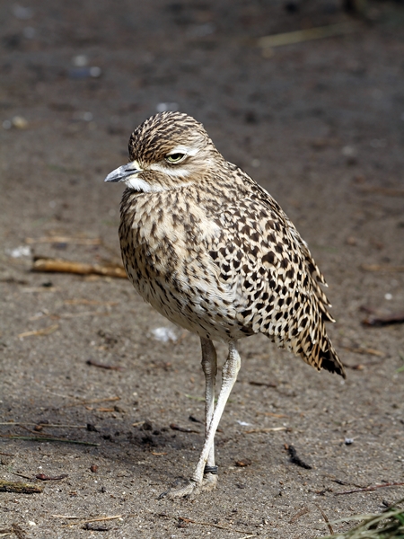 Kleiner Vogel