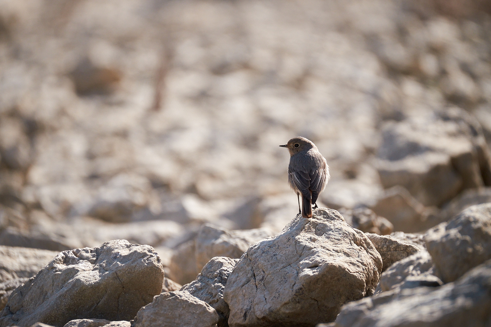 Kleiner Vogel