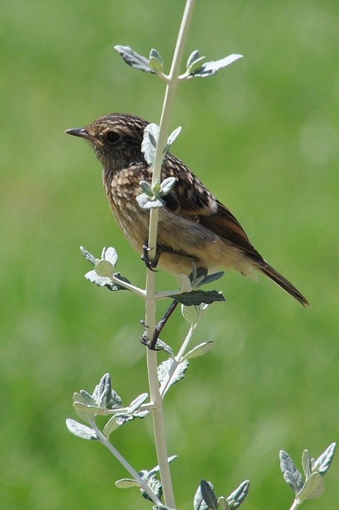 Kleiner Vogel