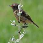 Kleiner Vogel