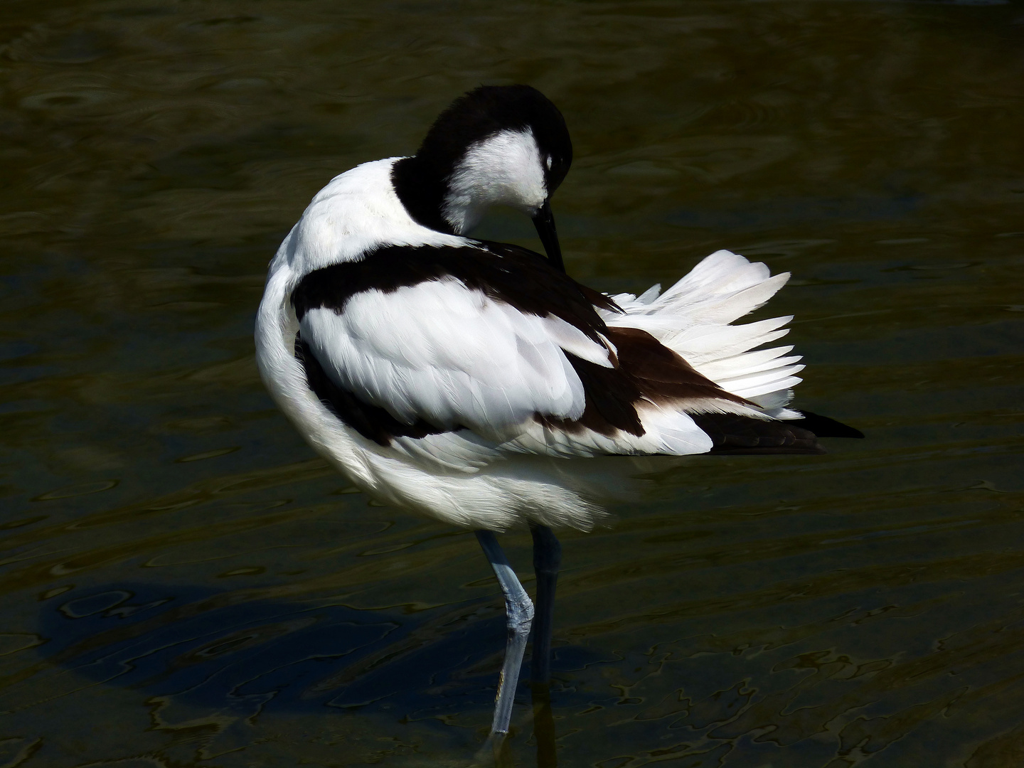 Kleiner vogel bei der pflege