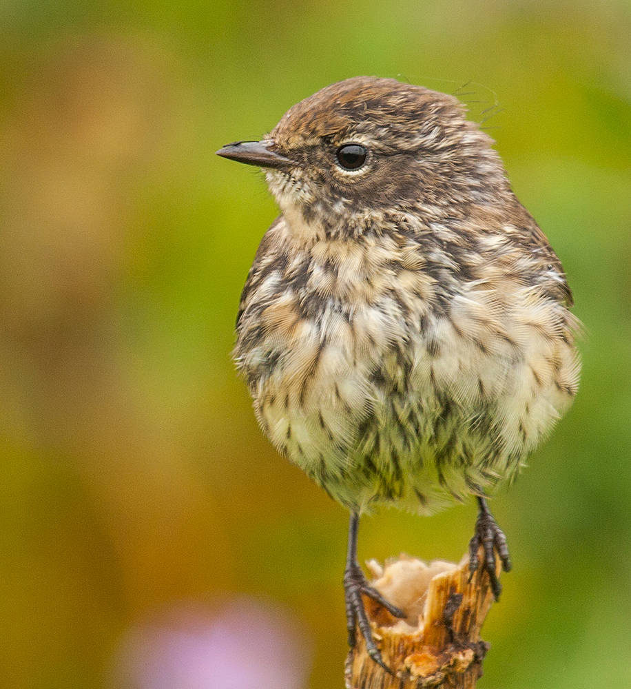 Kleiner Vogel