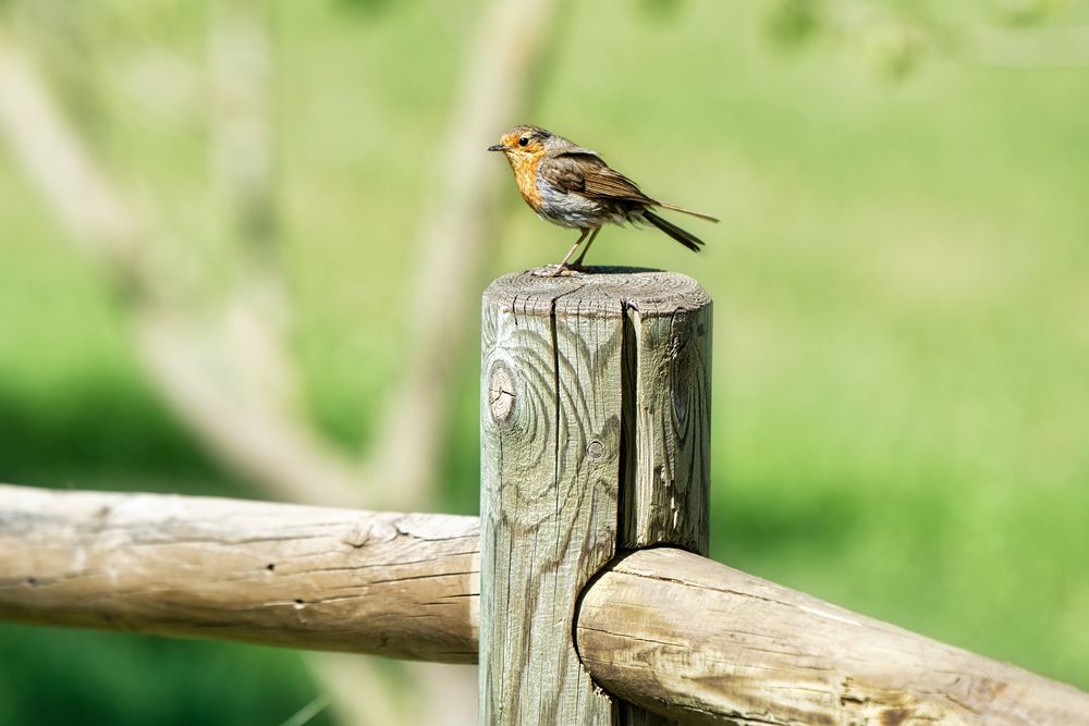 kleiner Vogel