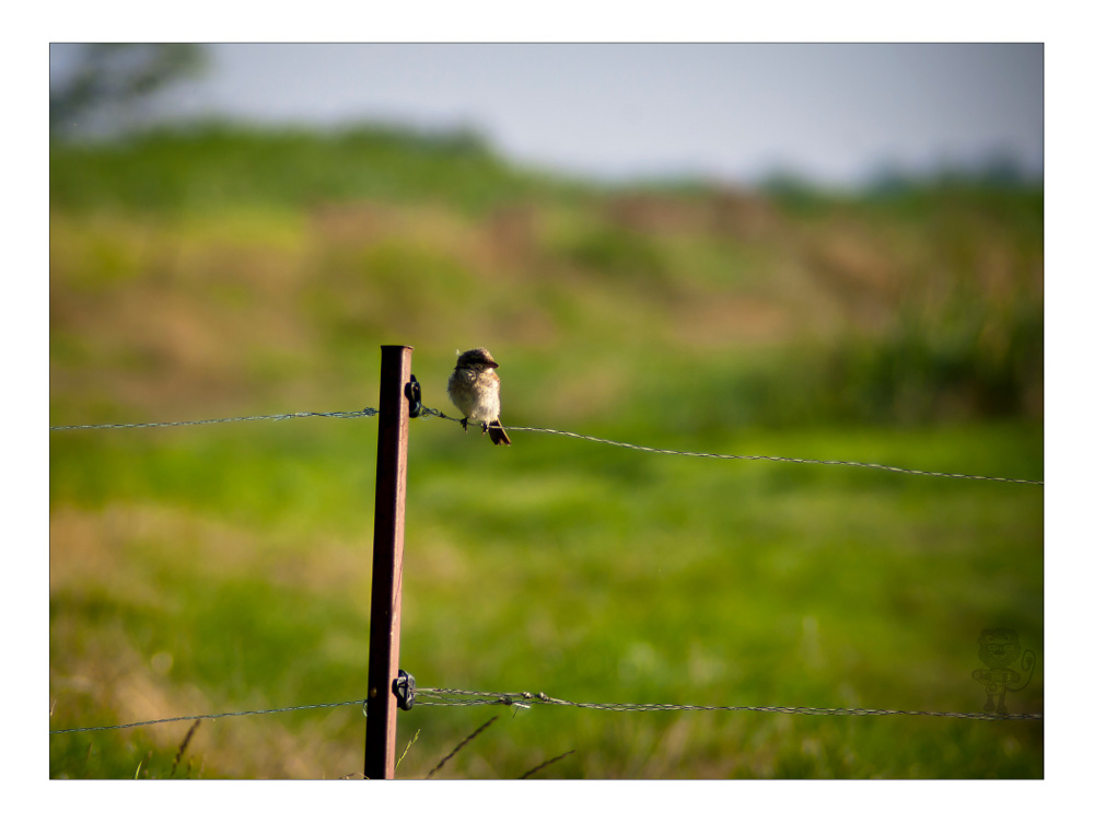 ~kleiner Vogel~