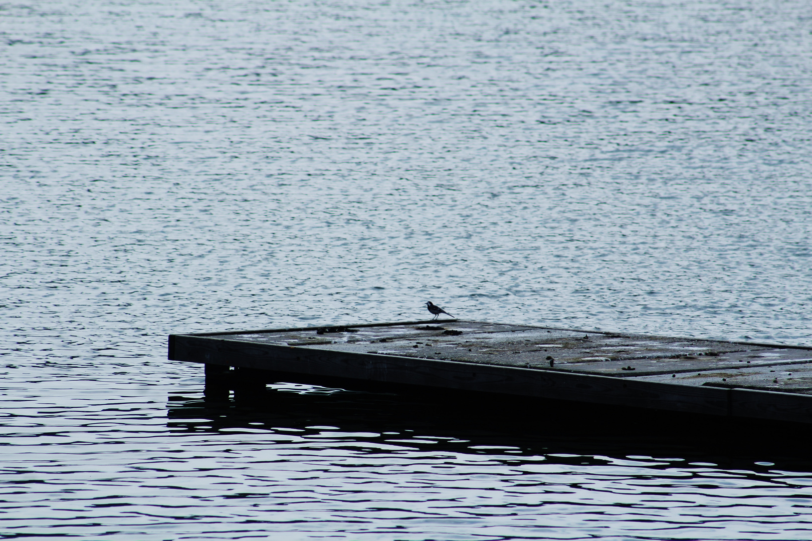 kleiner Vogel....