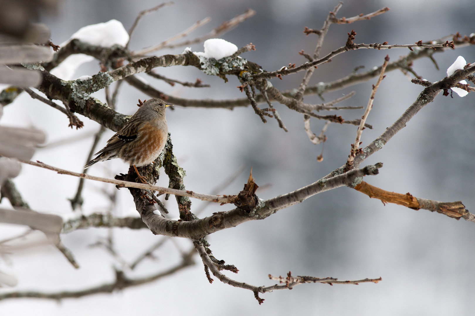 Kleiner Vogel