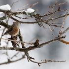 Kleiner Vogel