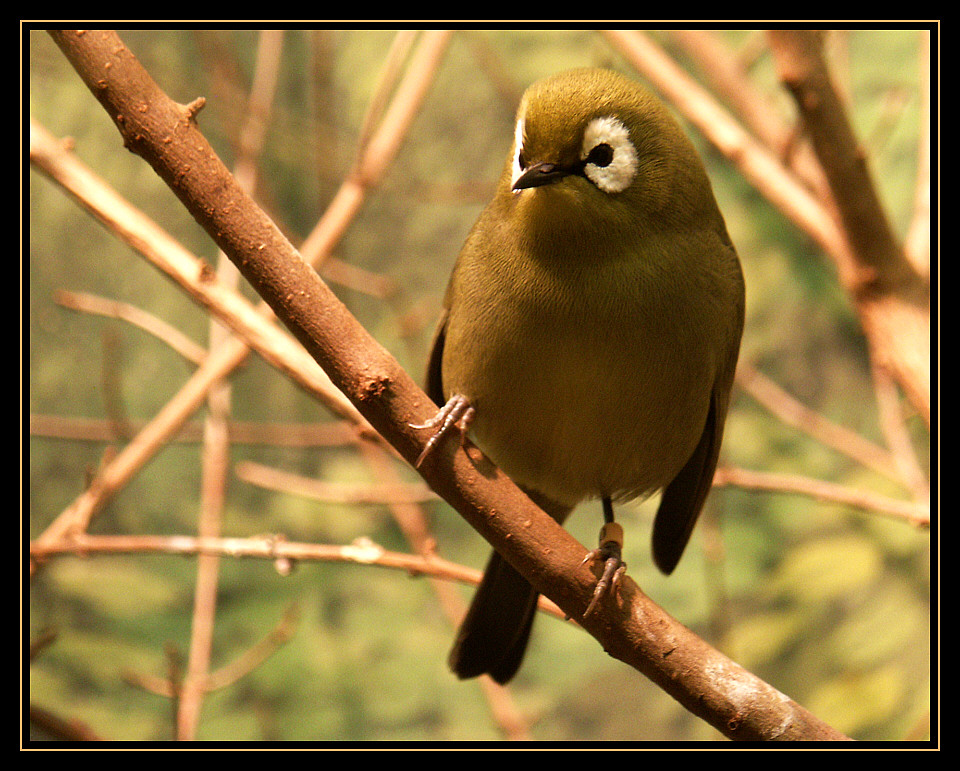 Kleiner Vogel