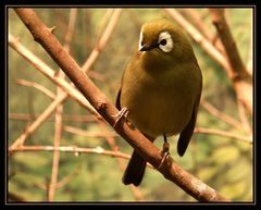 Kleiner Vogel