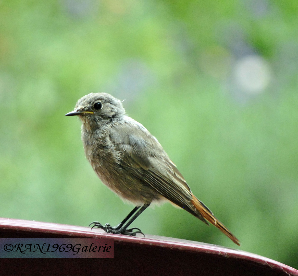 Kleiner Vogel