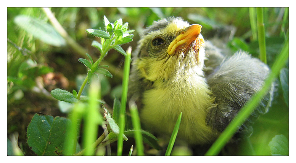 Kleiner Vogel