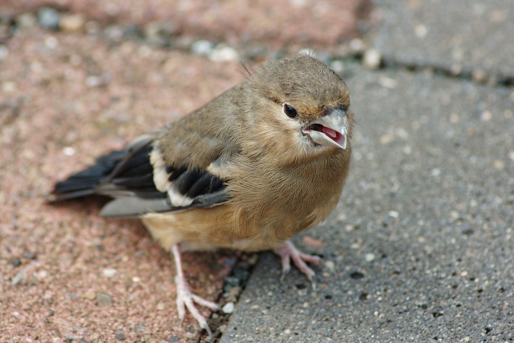 Kleiner Vogel ganz groß