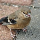 Kleiner Vogel ganz groß