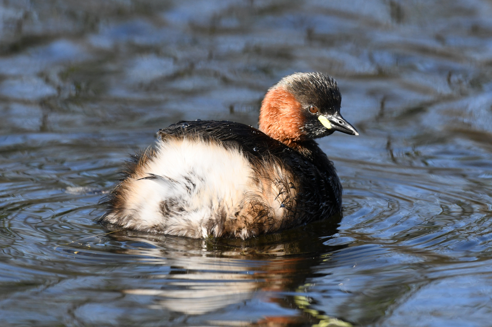 Kleiner Vogel ganz groß 