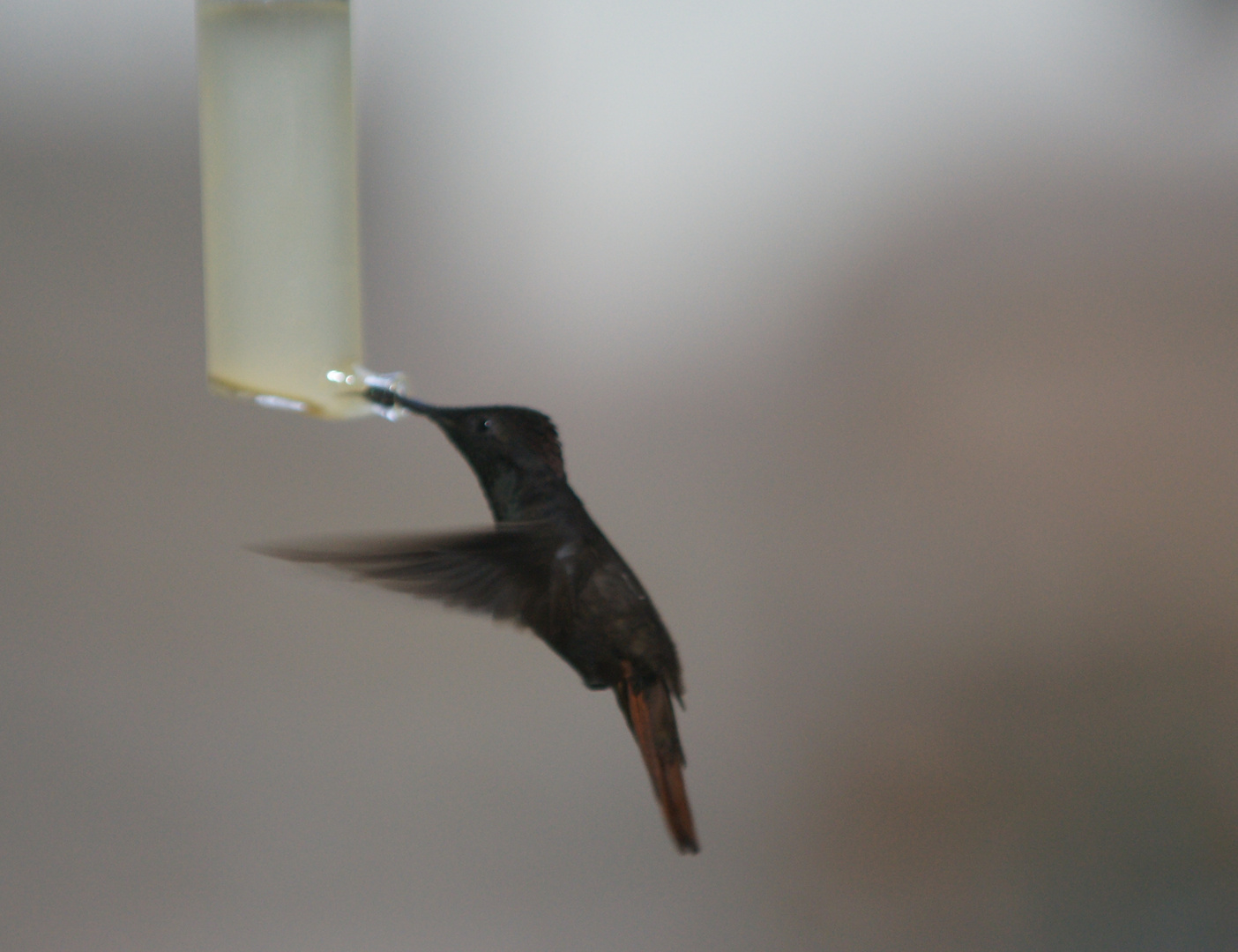 kleiner Vogel ganz groß