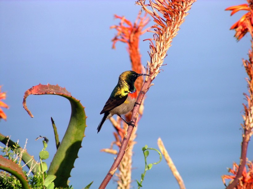 Kleiner Vogel ganz groß